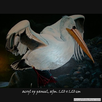 Pelikaan