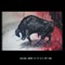 Last bullfight